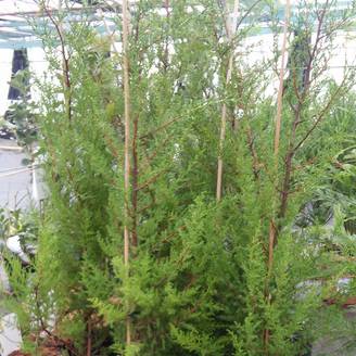 Cupressus macrocarpa - Cyprès de Lambert Pot de 2L/3L