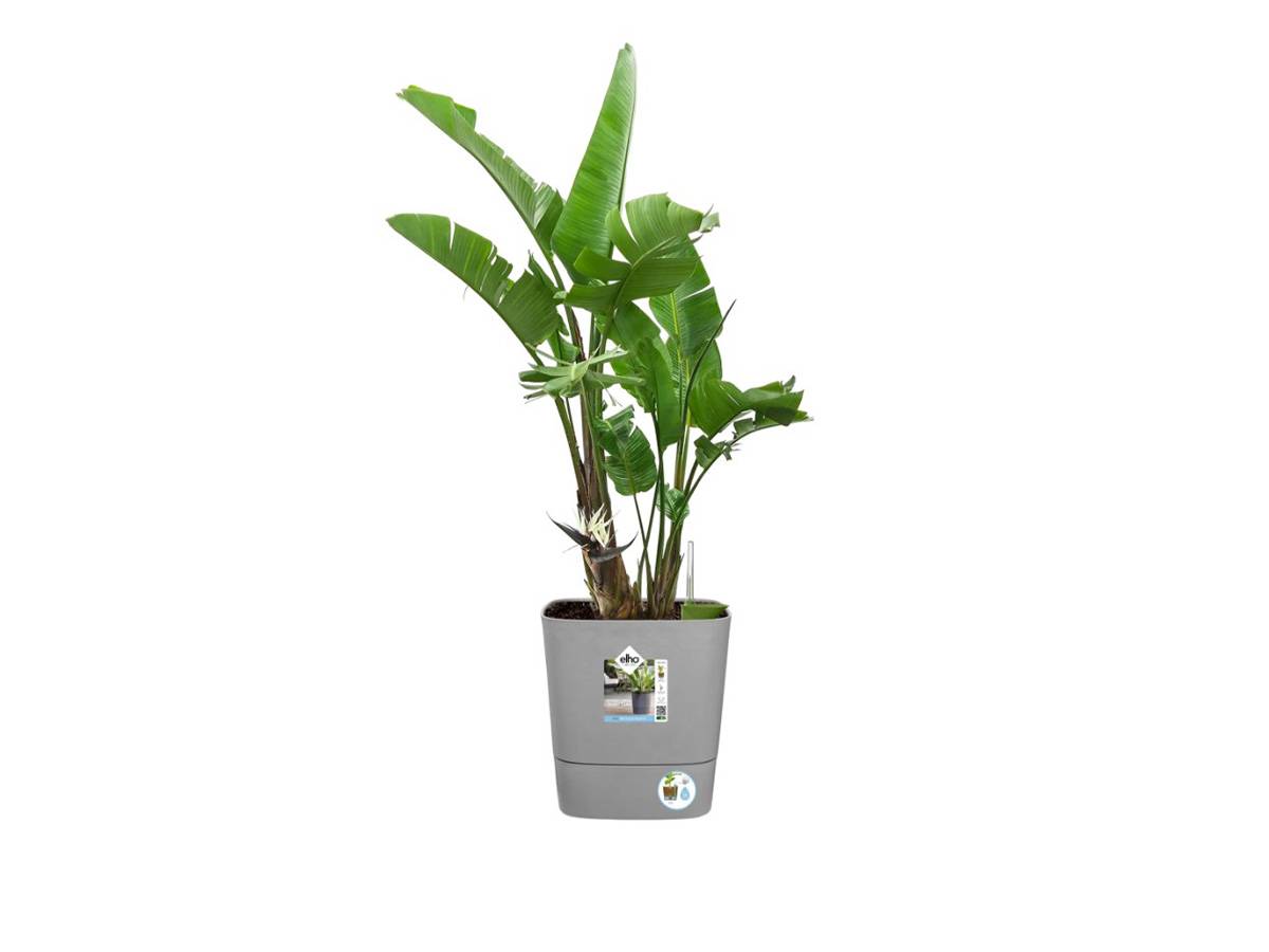 Elho - Elho - Pot De Fleurs  -  Greensense Aqua Care Carre 38 - Ciment Clair - Interieur/exterieur - O 38 X H 38.9 Cm - Image 7