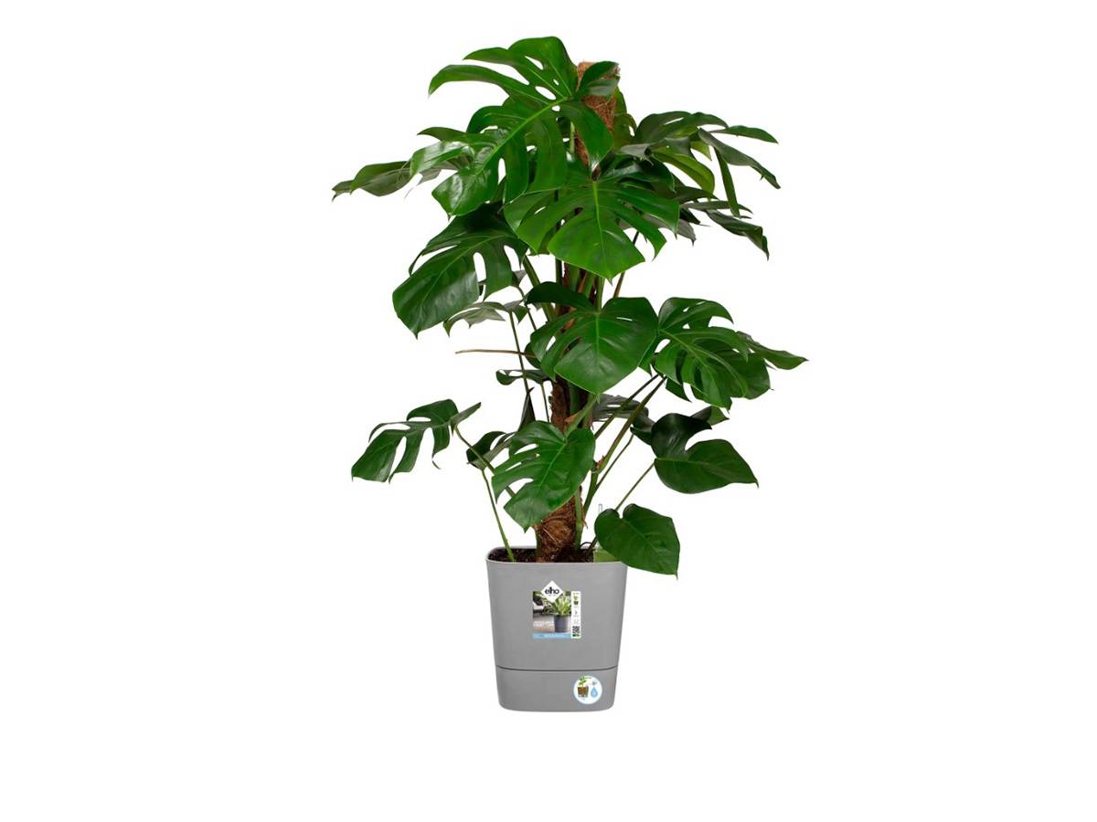 Elho - Elho - Pot De Fleurs  -  Greensense Aqua Care Carre 38 - Ciment Clair - Interieur/exterieur - O 38 X H 38.9 Cm - Image 9