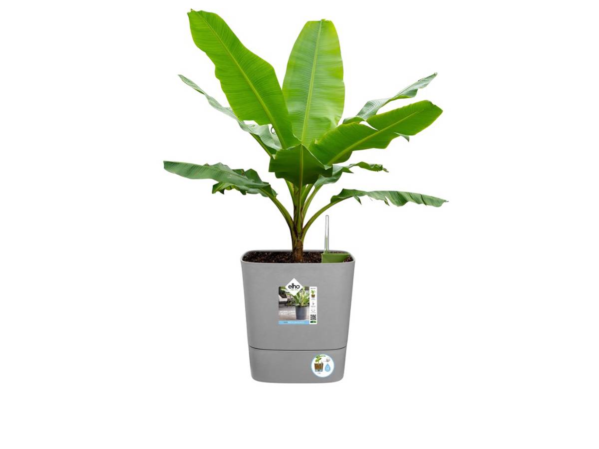 Elho - Elho - Pot De Fleurs  -  Greensense Aqua Care Carre 38 - Ciment Clair - Interieur/exterieur - O 38 X H 38.9 Cm - Image 8