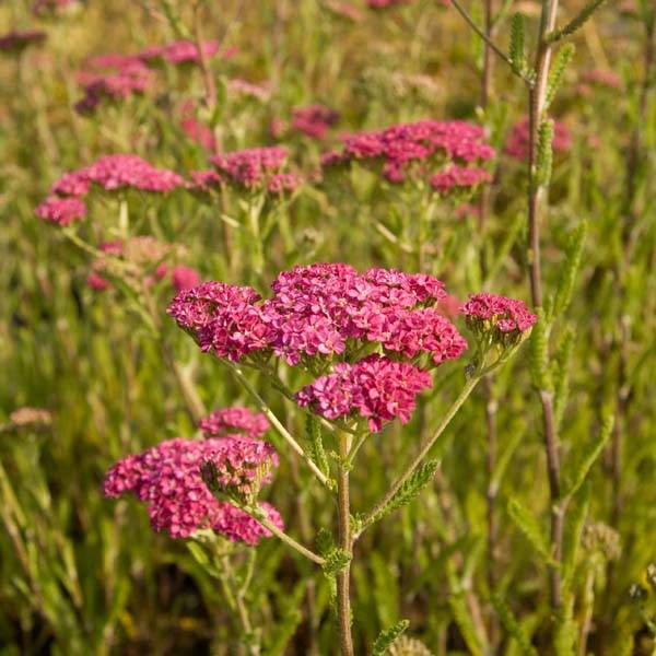 Achillée millefolium Velours Godet de 8/9 cm