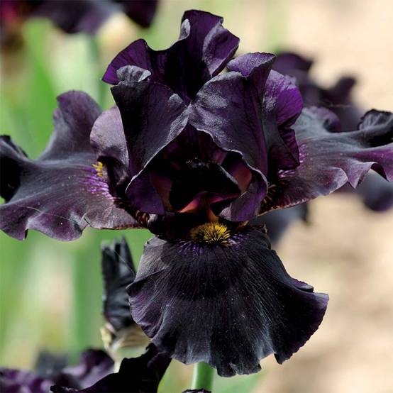 Iris noir - Iris louisiana - 12 plantes - Image 3