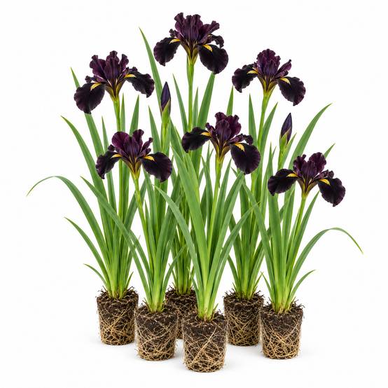 Iris noir - Iris louisiana - 12 plantes - Image 1