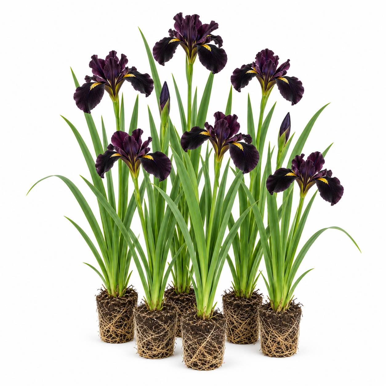 Iris noir - Iris louisiana - 12 plantes - Image 1