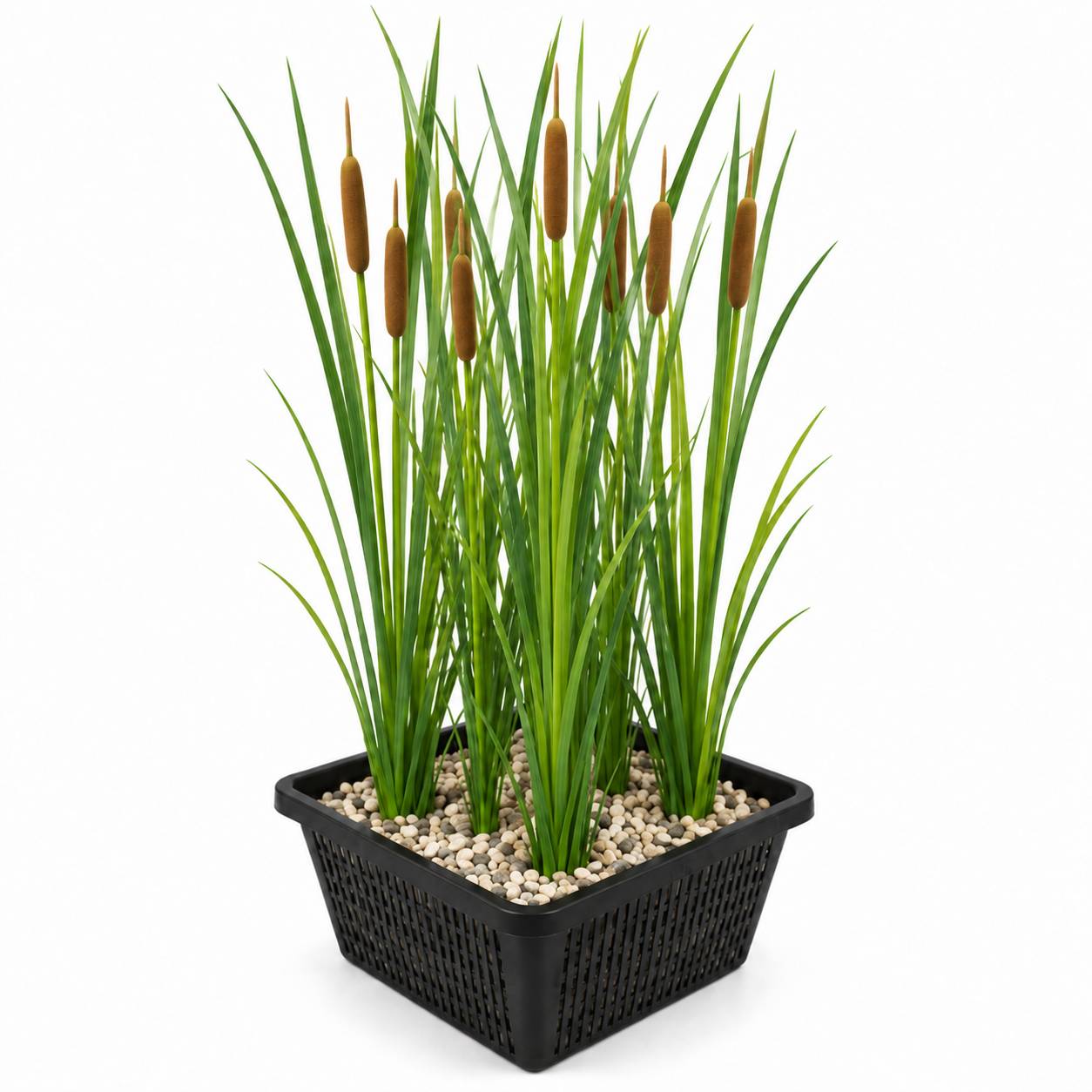 Massette à feuilles étroites - Typha SoftRoots - Lot de 4 avec panier - Image 1
