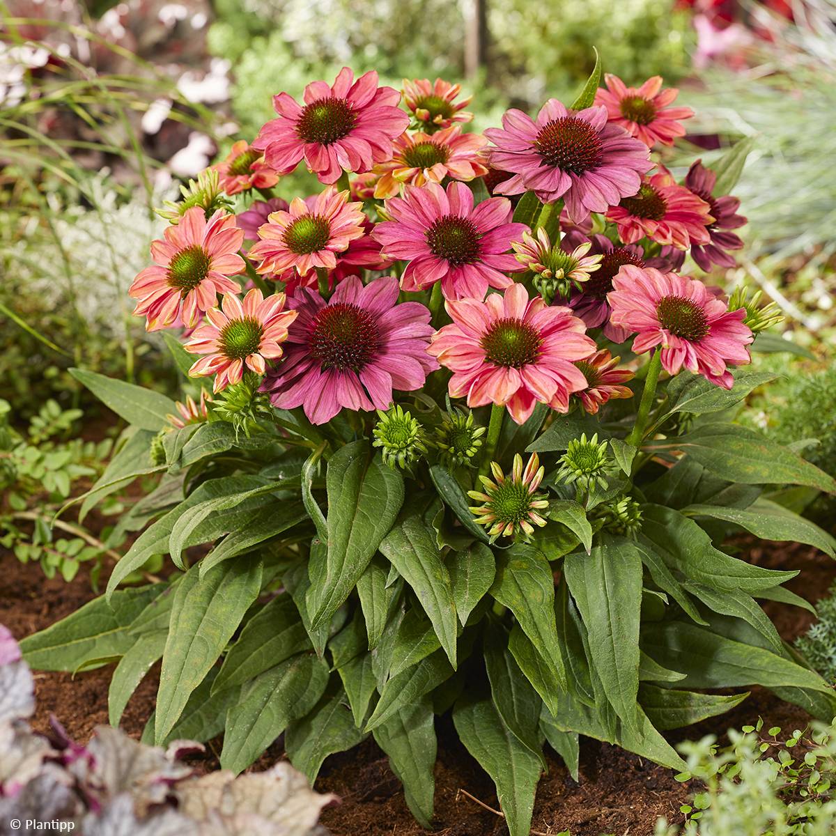 Promesse de Fleurs - Echinacea Evolution Colorific - Echinacée Godet de 8/9 cm