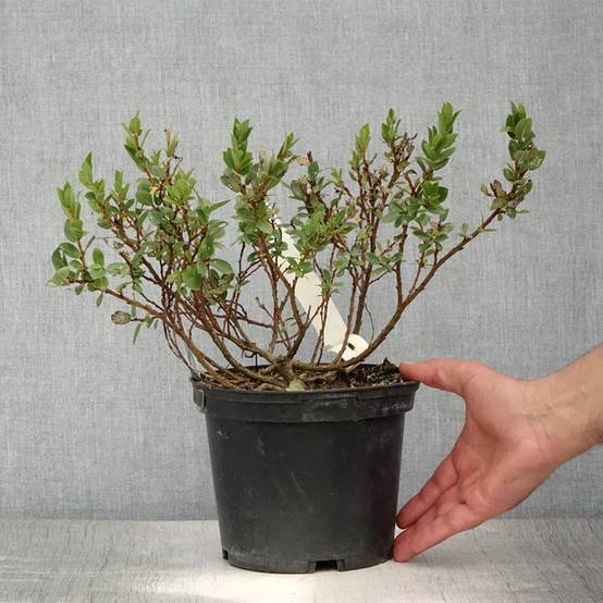 Salix hastata Wehrhahnii - Saule hasté Pot de 2L/3L - Image 2