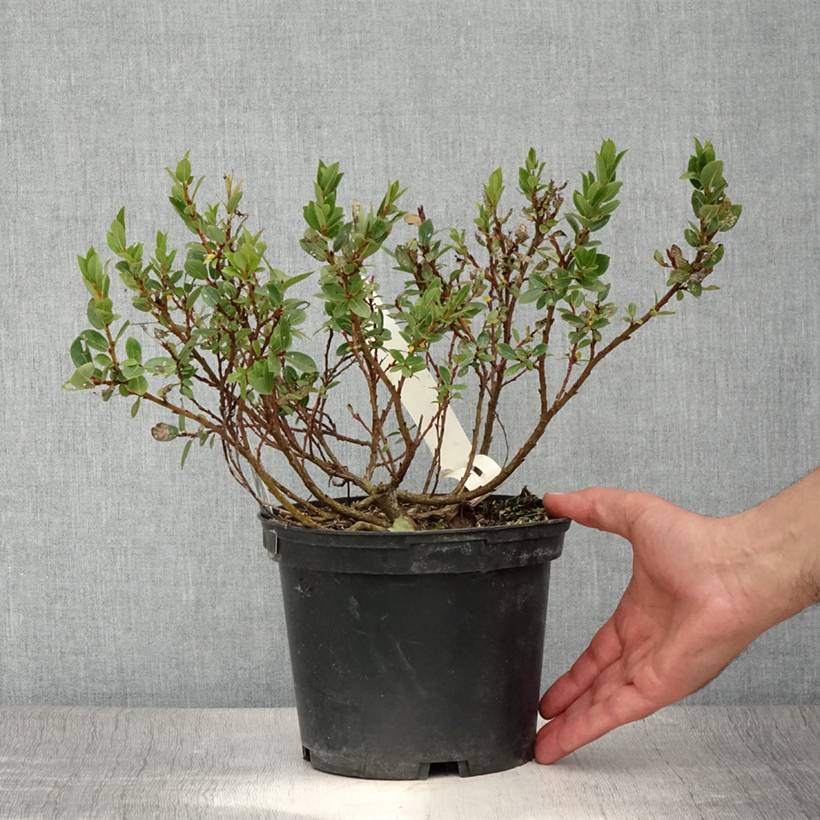 Salix hastata Wehrhahnii - Saule hasté Pot de 2L/3L - Image 2