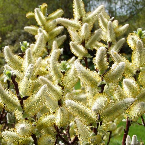 Salix hastata Wehrhahnii - Saule hasté Pot de 2L/3L - Image 1