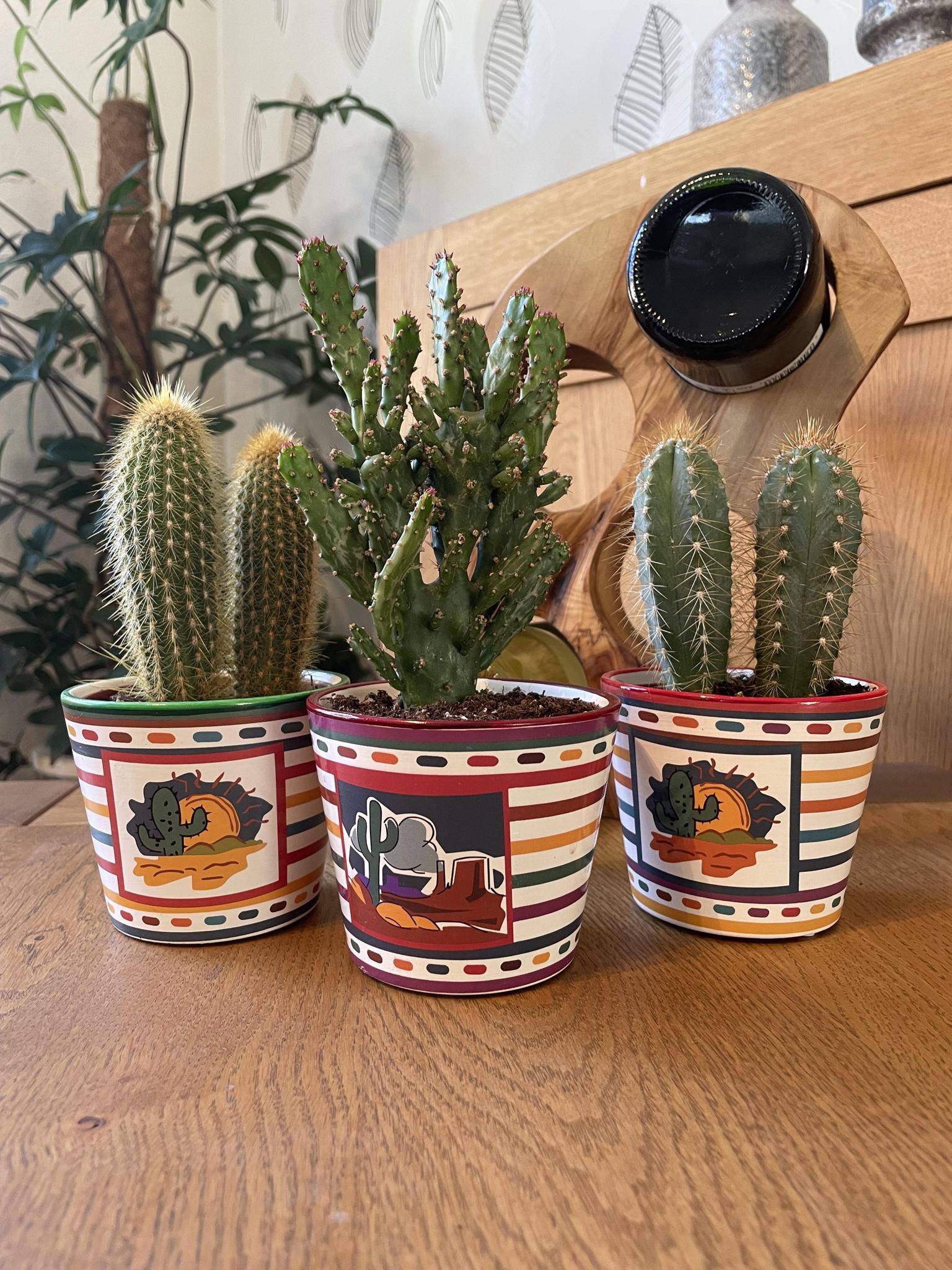 La Green Touch - Trio de Cactus Mexicains- La Green Touch - Image 2