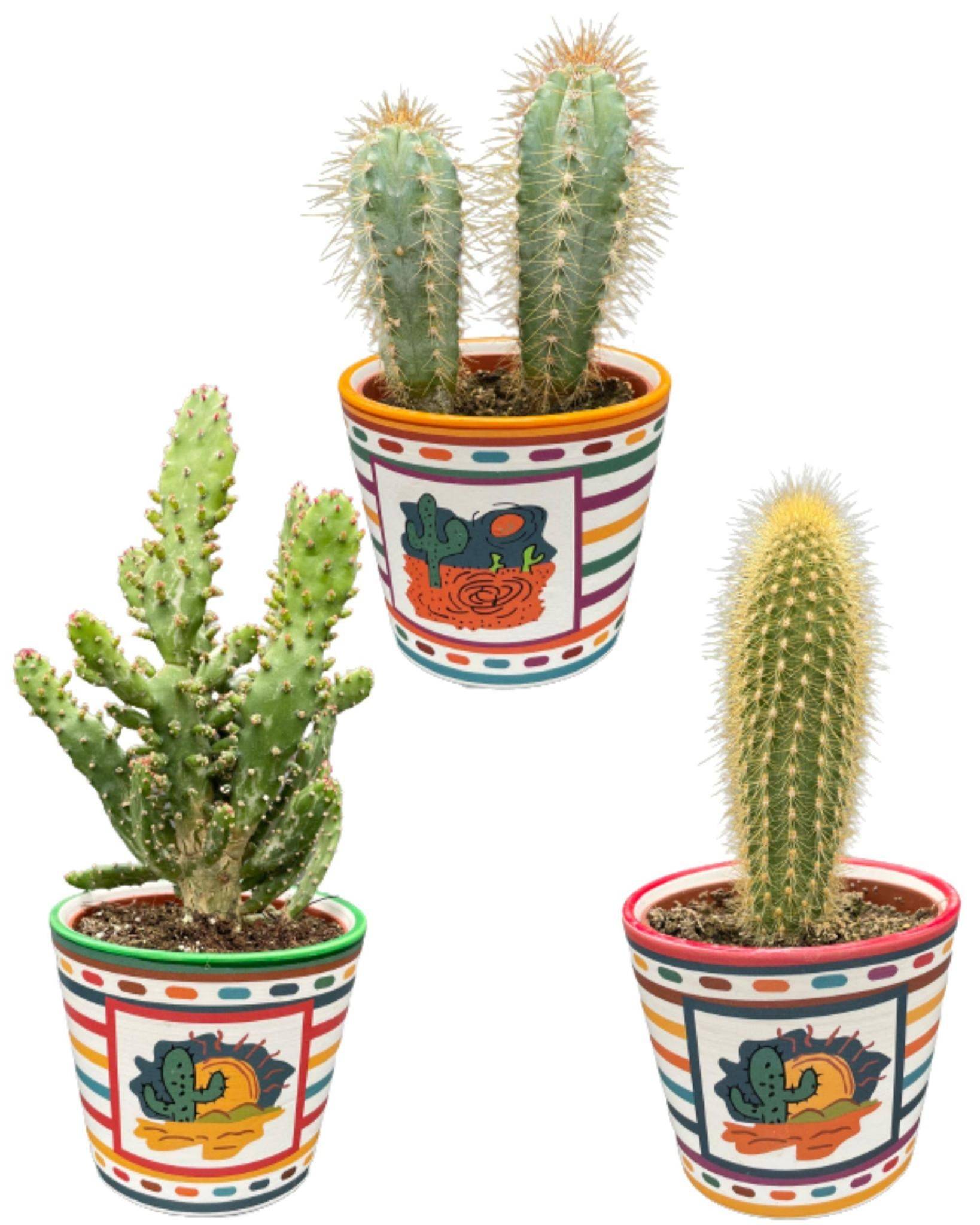 La Green Touch - Trio de Cactus Mexicains- La Green Touch - Image 1