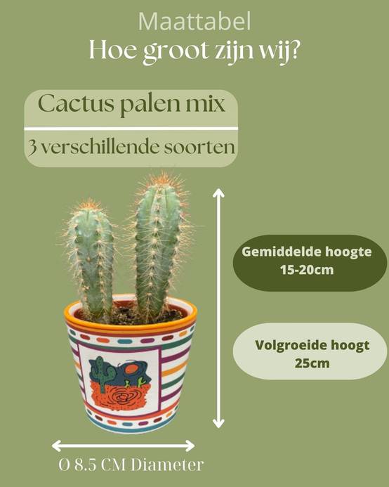 La Green Touch - Trio de Cactus Mexicains- La Green Touch - Image 4