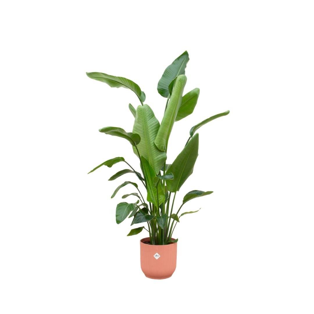 Strelitzia Nicolai 170 cm et son pot- La Green Touch Rose - Hauteur 170cm