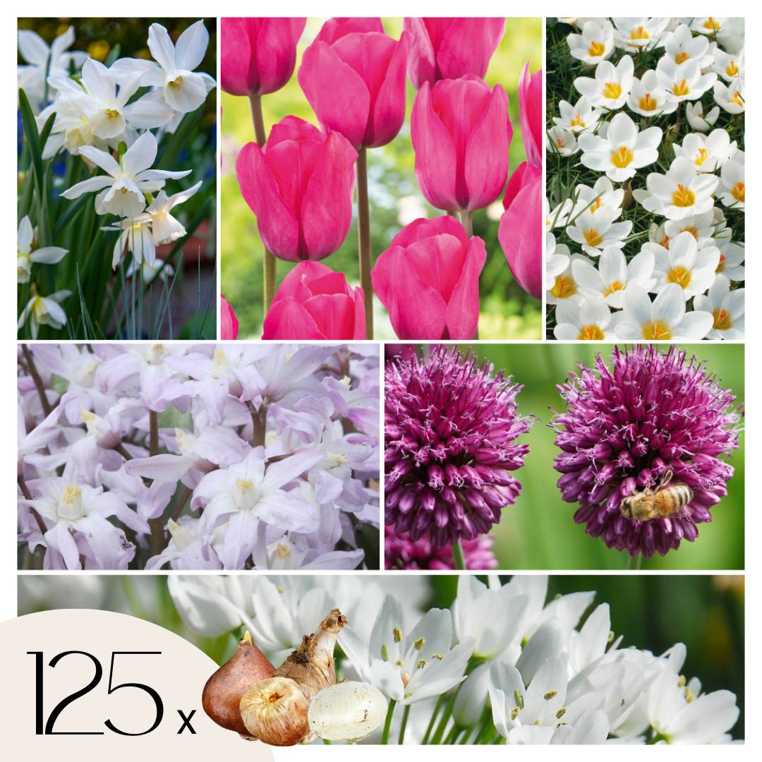 Plant In A Box - Mélange de bulbes pour le jardin - Set de 125 - Allium Narcissus Muscari, Tulipa - Image 1