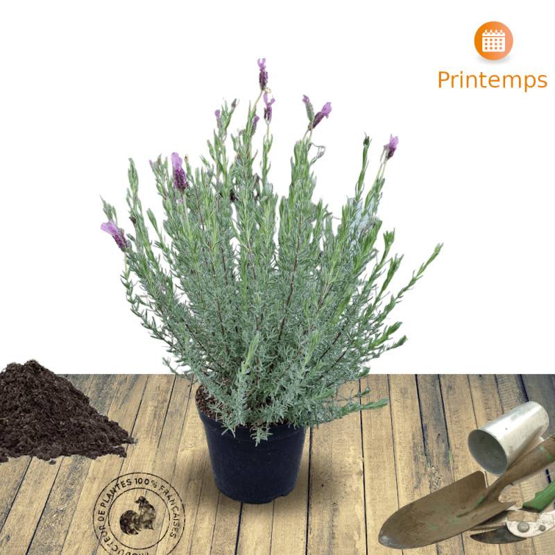 Lavande papillon The Princess® Lavender 'IB910-2' à fleurs Rose - feuillage Persistant - Pot de 3L - 20/40 cm-  hauteur à maturité De 0,50 m à 1,00 m - Image 7