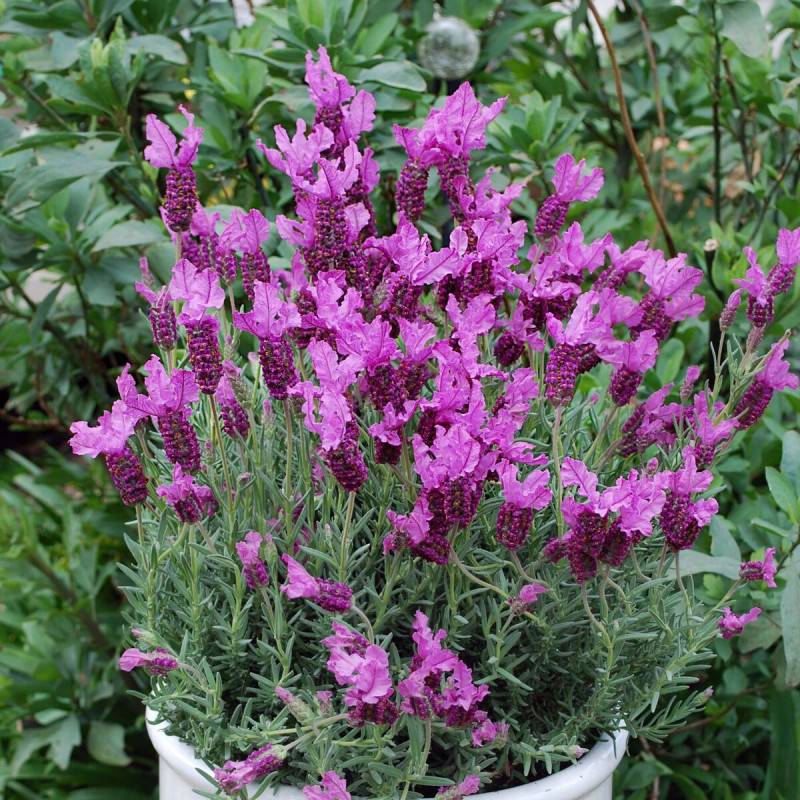 Lavande papillon The Princess® Lavender 'IB910-2' à fleurs Rose - feuillage Persistant - Pot de 3L - 20/40 cm-  hauteur à maturité De 0,50 m à 1,00 m - Image 5