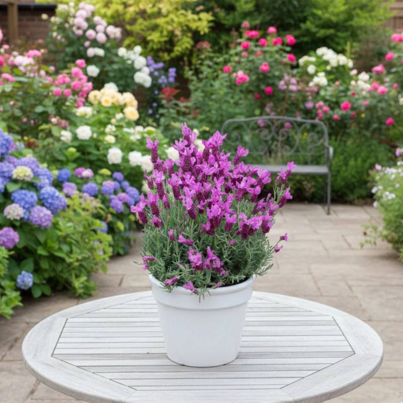 Lavande papillon The Princess® Lavender 'IB910-2' à fleurs Rose - feuillage Persistant - Pot de 3L - 20/40 cm-  hauteur à maturité De 0,50 m à 1,00 m - Image 4