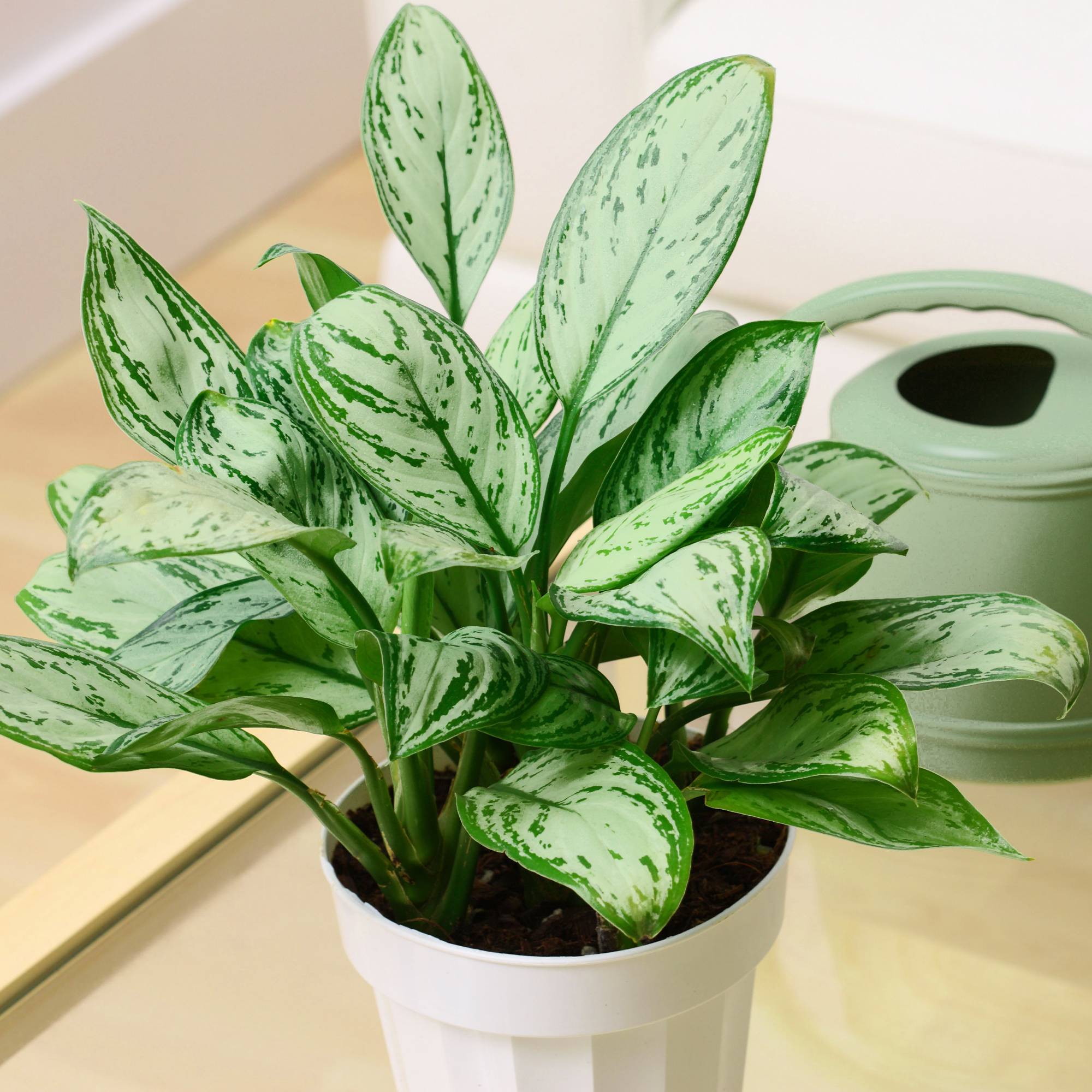 Gardenersdream - Aglaonema Maria Christina – Plante Chinoise À Feuilles Persistantes | Plante Pour La Maison Ou Le Bureau | 25-35 Cm - GardenersDream - Imagen 1