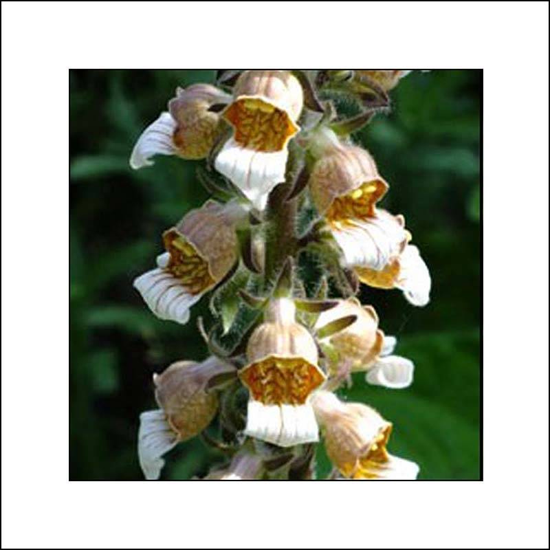 Digitale laineuse Café Crème - Digitalis lanata Godet de 8/9 cm