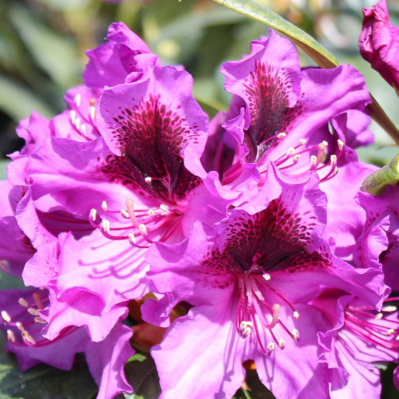 Rhododendron hybride Easydendron INKARHO Orakel Pot de 7,5L/10L