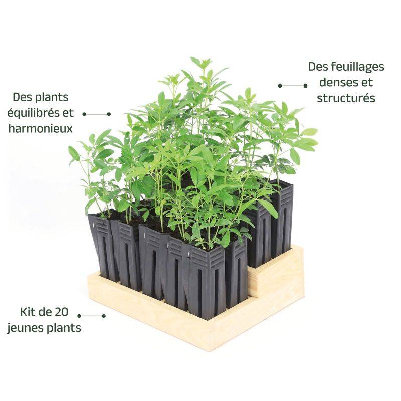 20 Orangers Du Mexique (Choisya Ternata) - Haie de Oranger du Mexique -  - Pépinières Naudet - Imagen 4