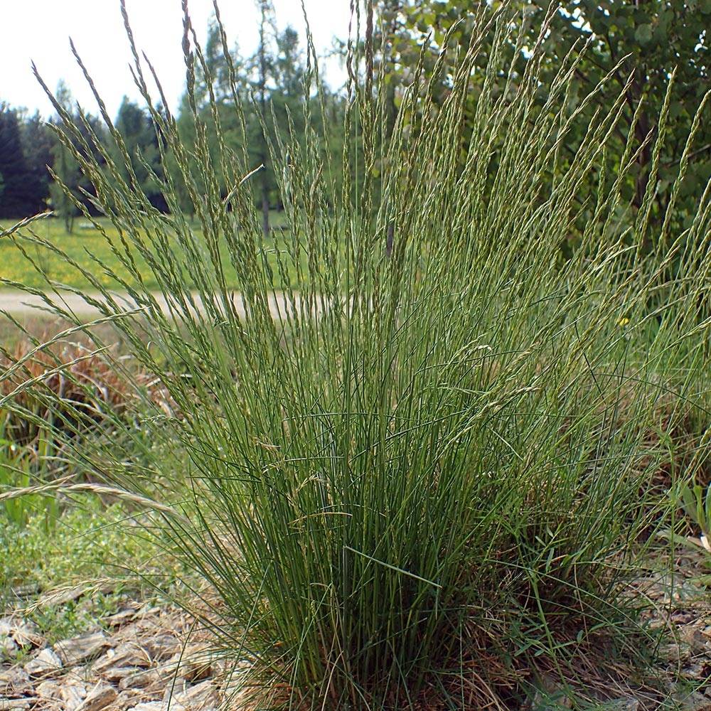 Fétuque des moutons - Festuca ovina Godet de 8/9 cm