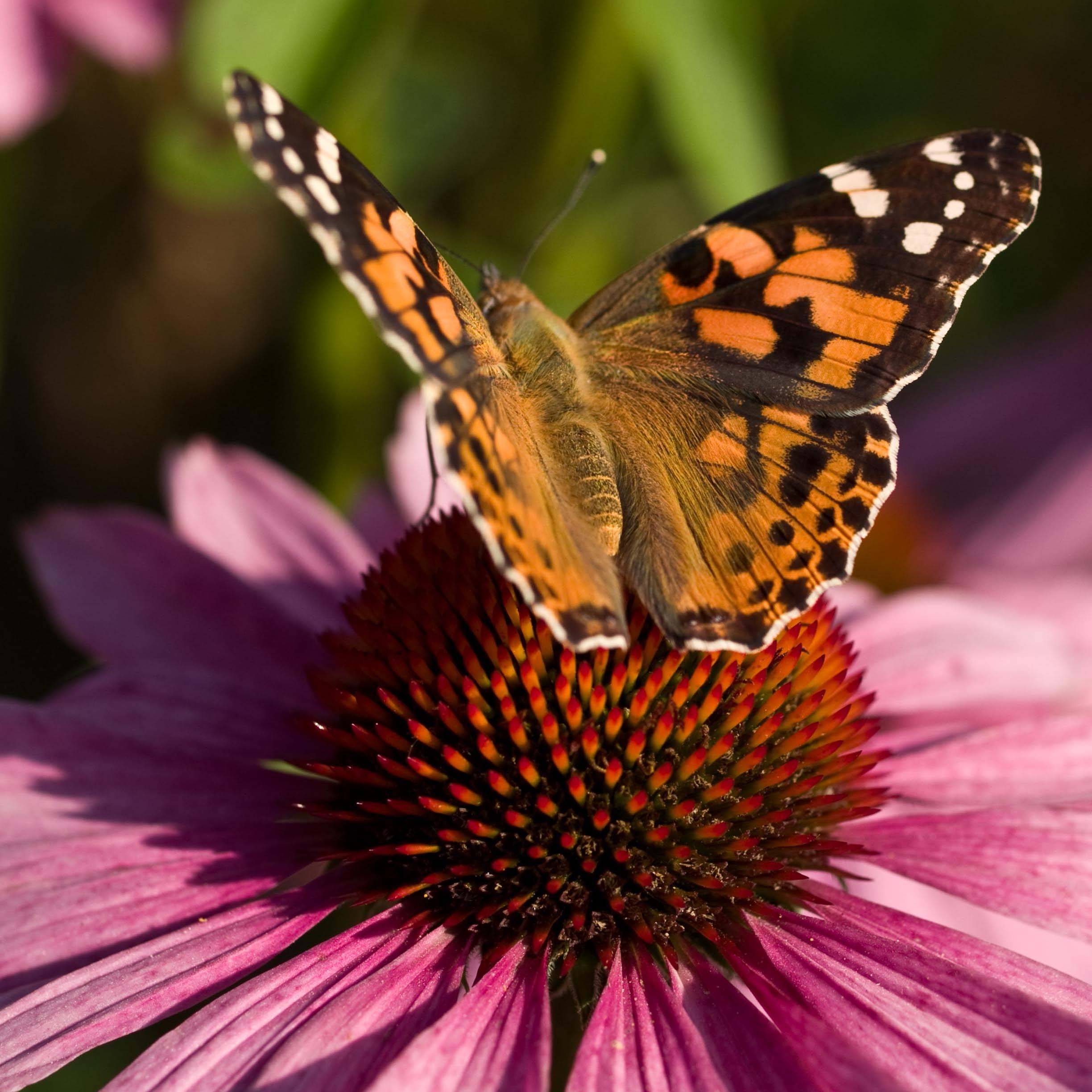 Echinacea purpurea - Echinacée pourpre Godet de 7/8 cm