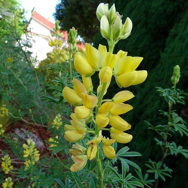 Promesse de Fleurs - Lupin arborescent - Lupinus arboreus Godet de 7/8 cm