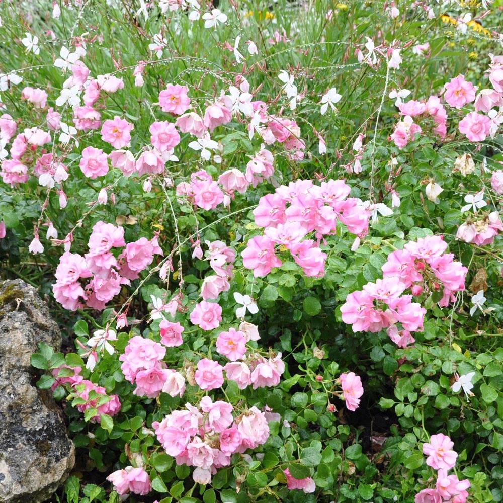 Rosier tige Decorosier Mareva Pot de 7,5L/10L, Tige, Tige de 70/90