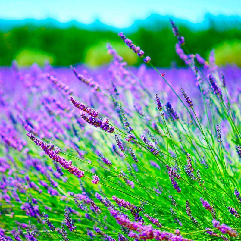 10 Lavande (Lavandula 'Angustifolia') - Haie de Lavande -  - Pépinières Naudet - Imagen 2