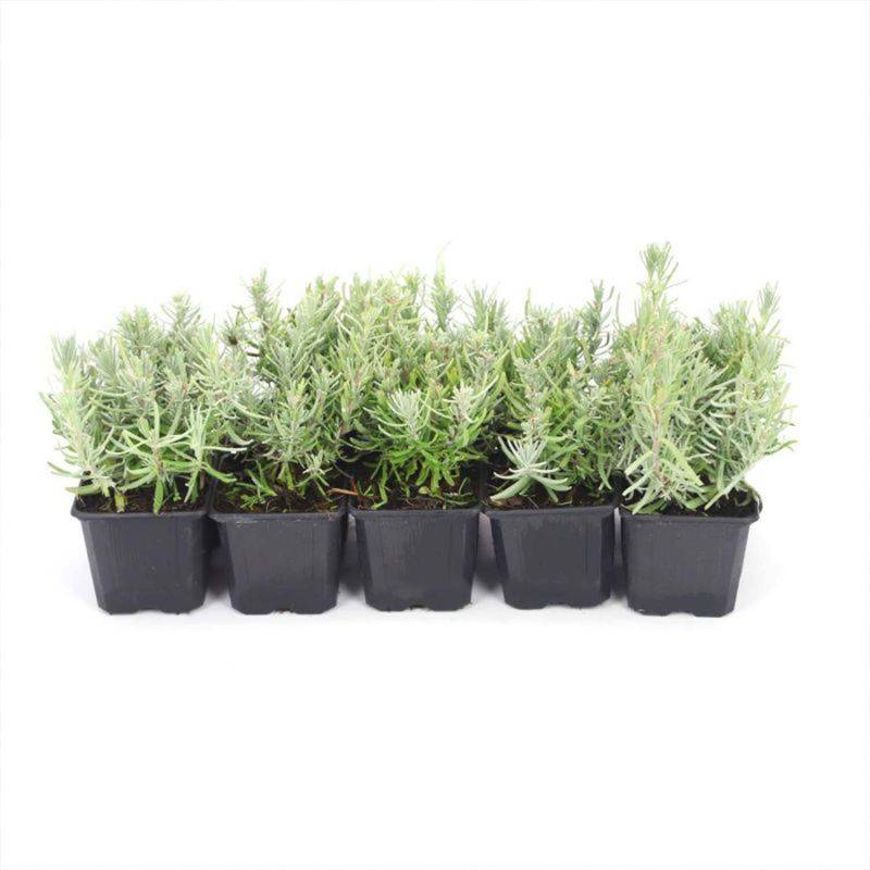 10 Lavande (Lavandula 'Angustifolia') - Haie de Lavande -  - Pépinières Naudet - Imagen 3