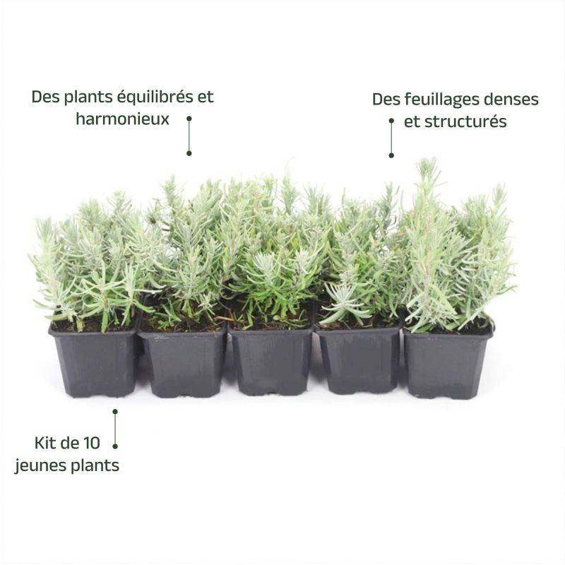10 Lavande (Lavandula 'Angustifolia') - Haie de Lavande -  - Pépinières Naudet - Imagen 4