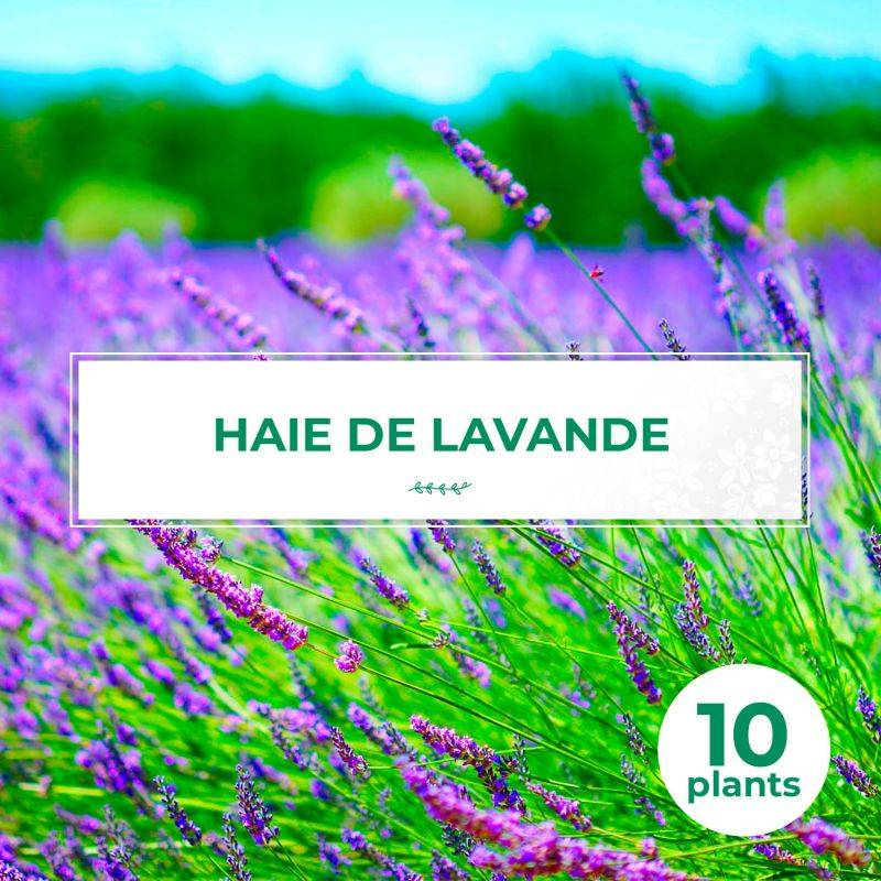 10 Lavande (Lavandula 'Angustifolia') - Haie de Lavande -  - Pépinières Naudet - Imagen 1
