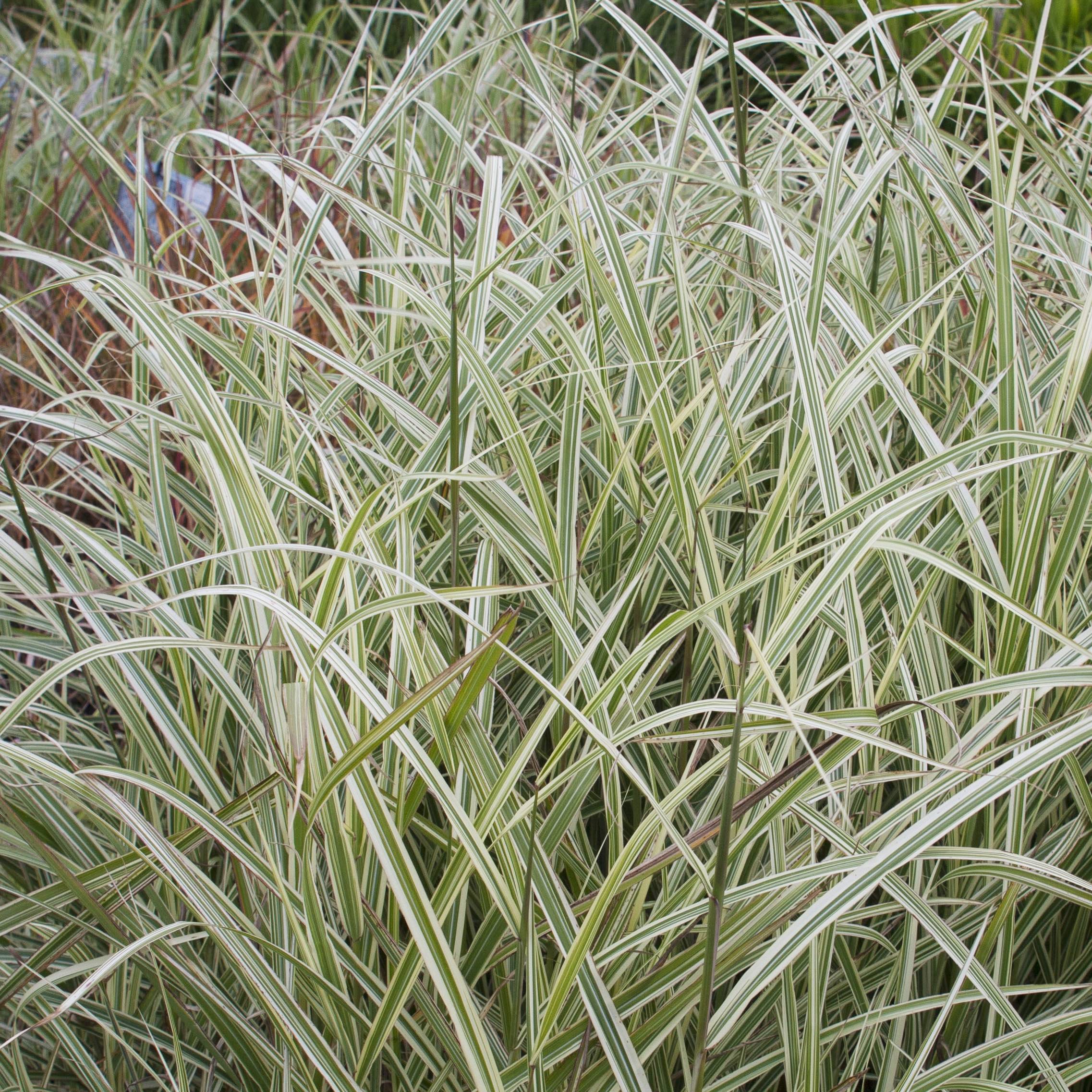 Miscanthus sinensis Variegatus - Roseau de Chine Pot de 2L/3L