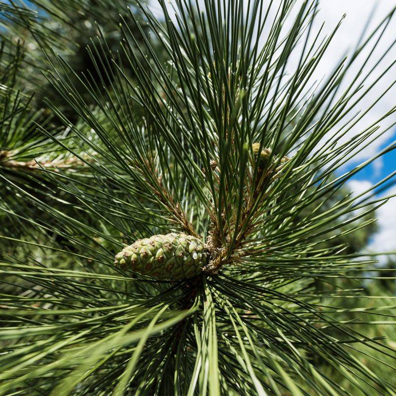 Pin noir (Pinus nigra austriaca) - Godet - Taille 20/40cm - Pépinières Naudet - Imagen 1
