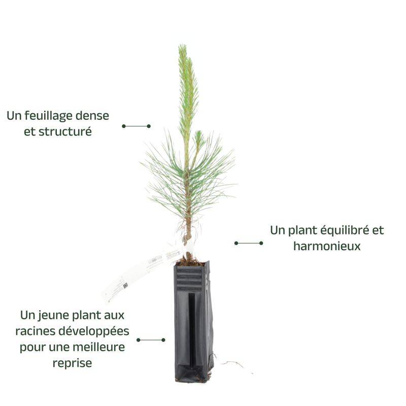 Pin noir (Pinus nigra austriaca) - Godet - Taille 20/40cm - Pépinières Naudet - Imagen 3