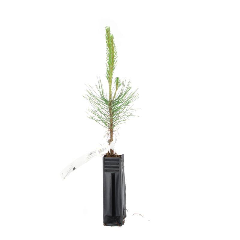 Pin noir (Pinus nigra austriaca) - Godet - Taille 20/40cm - Pépinières Naudet - Imagen 2