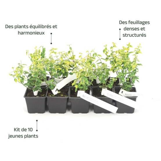 10 Fusains Emerald 'Gold' (Euonymus Fortunei 'Gold') - Haie Fusain Gold - - Pépinières Naudet - Image 4