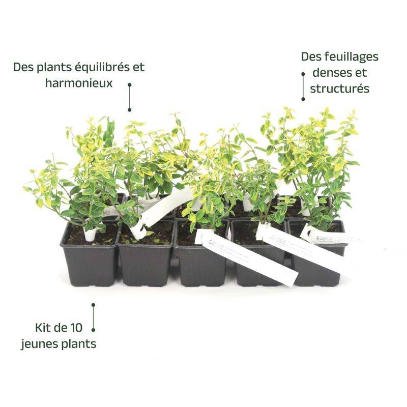 10 Fusains Emerald 'Gold' (Euonymus Fortunei 'Gold') - Haie Fusain Gold -  - Pépinières Naudet - Image 4