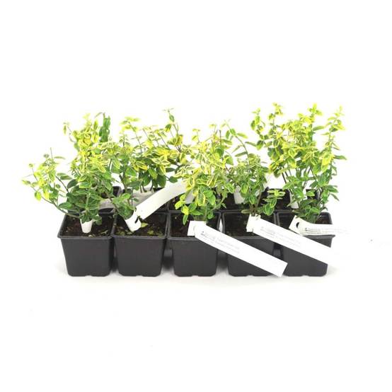 10 Fusains Emerald 'Gold' (Euonymus Fortunei 'Gold') - Haie Fusain Gold - - Pépinières Naudet - Image 3