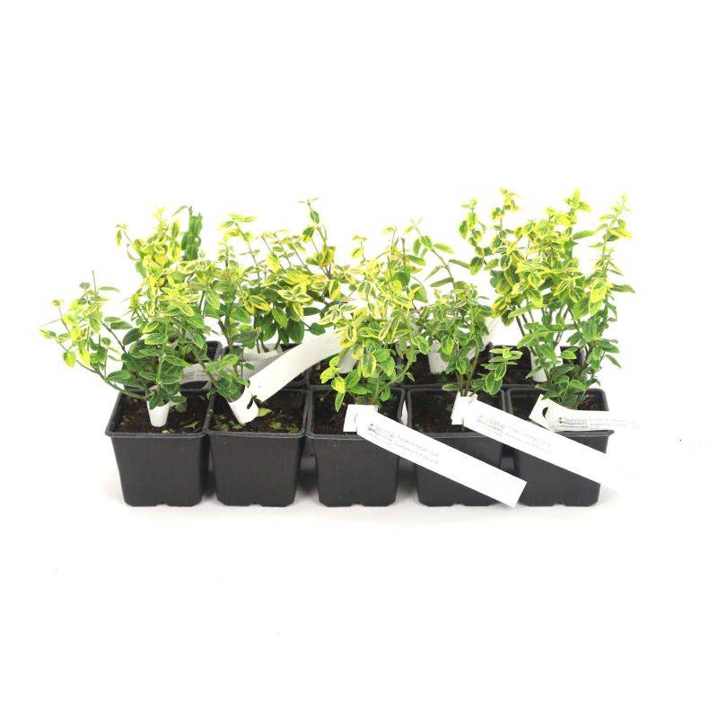 10 Fusains Emerald 'Gold' (Euonymus Fortunei 'Gold') - Haie Fusain Gold -  - Pépinières Naudet - Image 3