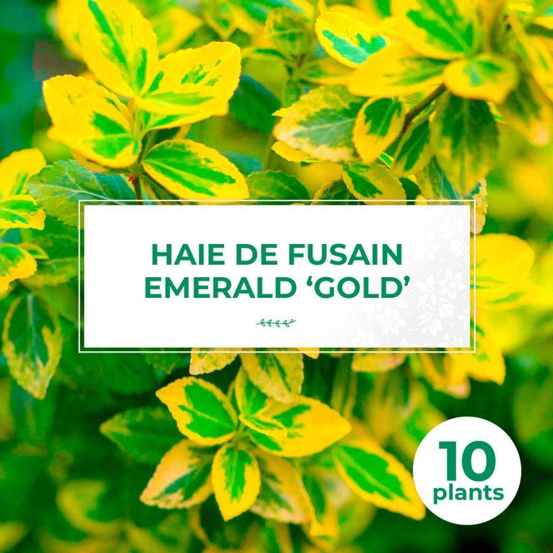 10 Fusains Emerald 'Gold' (Euonymus Fortunei 'Gold') - Haie Fusain Gold -  - Pépinières Naudet - Image 1