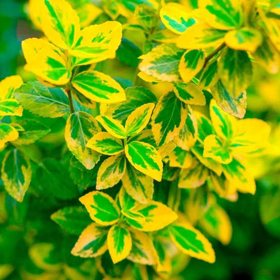 10 Fusains Emerald 'Gold' (Euonymus Fortunei 'Gold') - Haie Fusain Gold - - Pépinières Naudet - Image 2