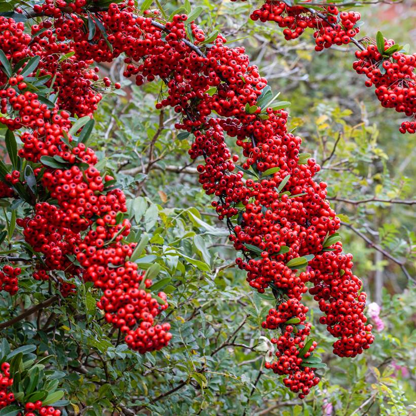 Pyracantha SAPHYR Rouge - Buisson ardent Pot de 2L/3L - Image 1