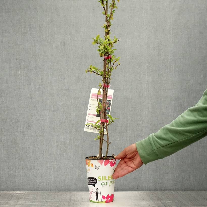 Pyracantha SAPHYR Rouge - Buisson ardent Pot de 2L/3L - Image 2