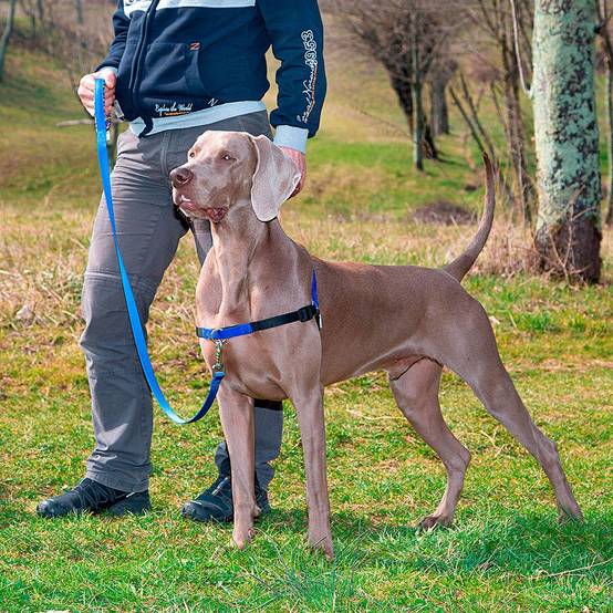 Ferplast - Ferplast Harnais COACH pour chien de taille moyenne, harnais pour dressage de chiens empêchant de tirer pendant les promenades, contrôle maximal du - Imagen 3