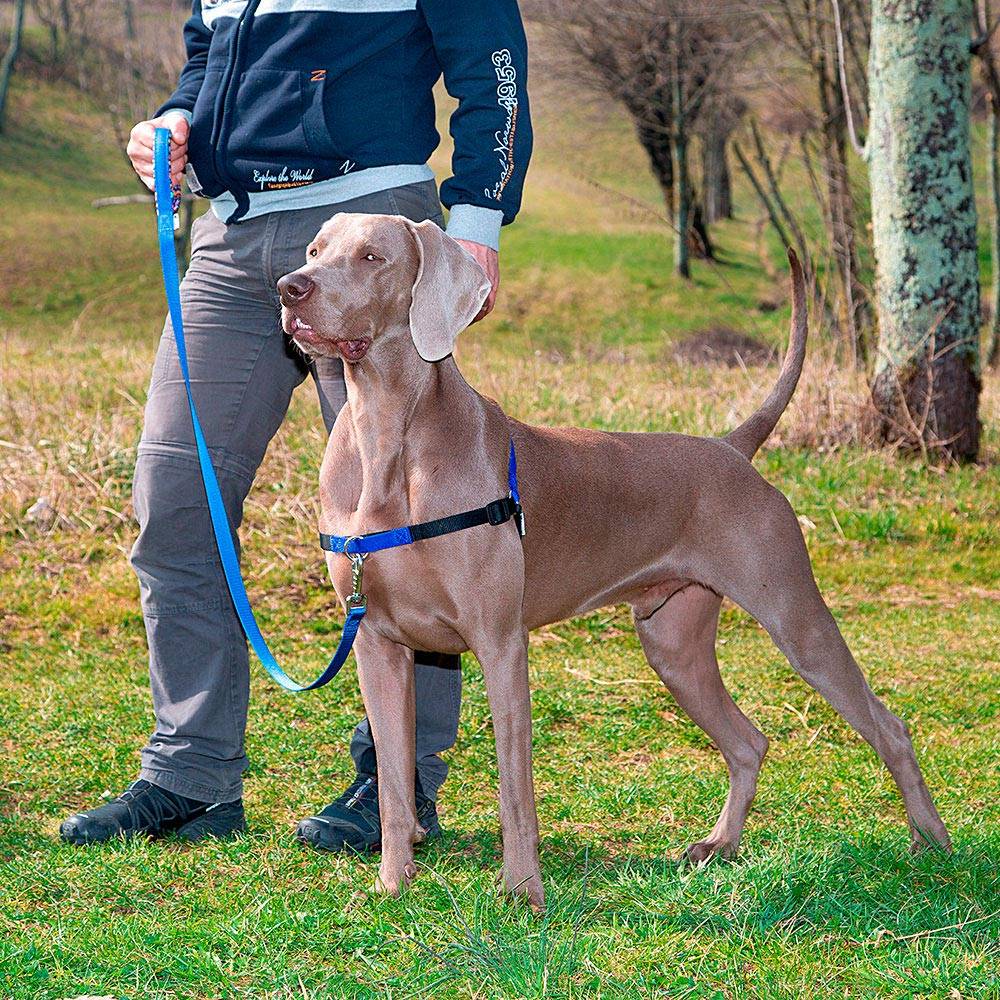 Ferplast - Ferplast Harnais COACH pour chien de taille moyenne, harnais pour dressage de chiens empêchant de tirer pendant les promenades, contrôle maximal du - Imagen 3