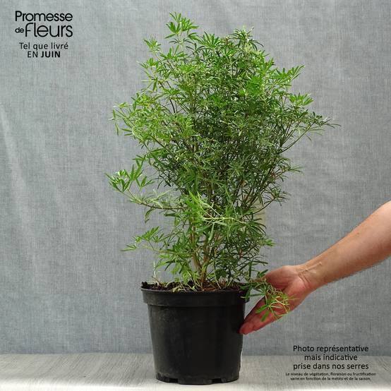 Promesse de Fleurs - Choisya White Dazzler - Oranger du Mexique nain Pot de 7,5L/10L - Image 2
