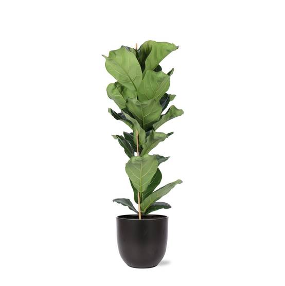 Ficus Lyrata et son pot- La Green Touch Noir - Hauteur 90cm