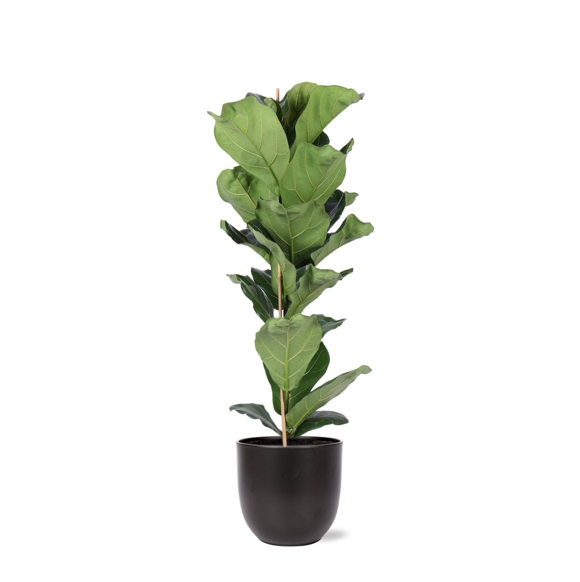 Ficus Lyrata et son pot- La Green Touch Noir - Hauteur 90cm